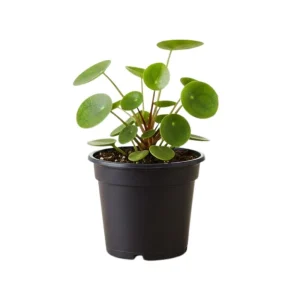 Set of 2 Pilea Chinese Money Live Plants – Easy Care Indoor Houseplant – 2 Inch Pot - Image 8