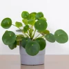 Set of 2 Pilea Chinese Money Live Plants – Easy Care Indoor Houseplant – 2 Inch Pot - Image 1