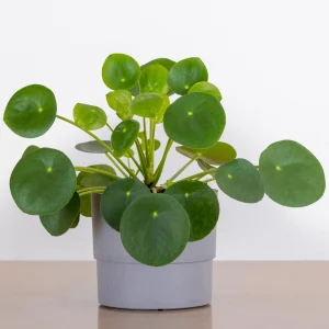 Set of 2 Pilea Chinese Money Live Plants – Easy Care Indoor Houseplant – 2 Inch Pot - Image 1