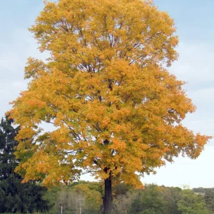 Silver Maple Tree Live Plant - 18-24