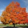 Silver Maple Tree Live Plant - 18-24" Tall, 4 inch Pot, Fast Growing Outdoor Shade Tree - Image 1