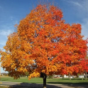 Silver Maple Tree Live Plant - 18-24