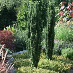 Sky Pencil Holly Live Plant - 10-15" Tall Evergreen Shrub for Landscaping - Image 2