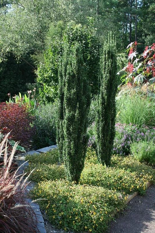 Sky Pencil Holly Live Plant - 10-15" Tall Evergreen Shrub for Landscaping - Image 2