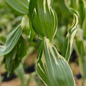 Solomon's Seal Striatum Live Plant – 5.25 inch Pot – Well Rooted Perennial - Image 2