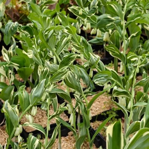 Solomon's Seal Striatum Live Plant – 5.25 inch Pot – Well Rooted Perennial - Image 3