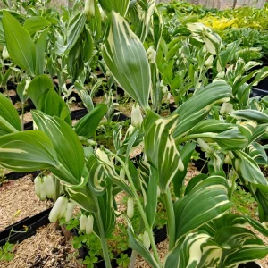 Solomon's Seal Striatum Live Plant – 5.25 inch Pot – Well Rooted Perennial - Image 4