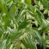 Solomon's Seal Striatum Live Plant – 5.25 inch Pot – Well Rooted Perennial - Image 1
