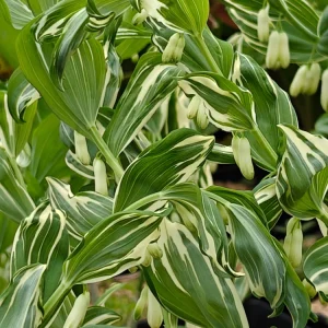 Solomon's Seal Striatum Live Plant – 5.25 inch Pot – Well Rooted Perennial - Image 1
