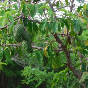 Soursop Live Plant - 4 Inch Pot - Annona Muricata Fruit Tree - Image 2