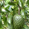 Soursop Live Plant - 4 Inch Pot - Annona Muricata Fruit Tree - Image 1