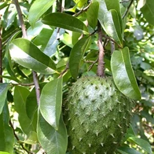 Soursop Live Plant - 4 Inch Pot - Annona Muricata Fruit Tree - Image 1