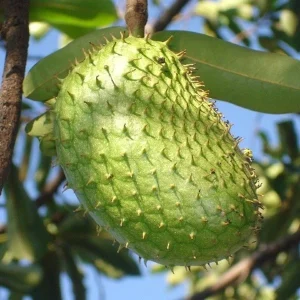 Soursop Live Plant – 6-10 inches tall – Half Gallon Pot – Tropical Fruit Tree - Image 2