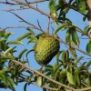 Soursop Live Plant – 6-10 inches tall – Half Gallon Pot – Tropical Fruit Tree - Image 1