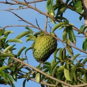 Soursop Live Plant – 6-10 inches tall – Half Gallon Pot – Tropical Fruit Tree - Image 1