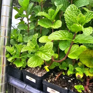 Spearmint Live Plant – Fresh Mint Herb – 2.5 inch Pot – Indoor/Outdoor - Image 2