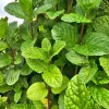 Spearmint Live Plant – Fresh Mint Herb – 2.5 inch Pot – Indoor/Outdoor - Image 1