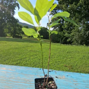 Spicebush Live Plant 12-18