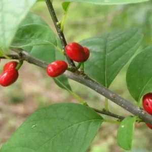 Spicebush Live Plant 12-18