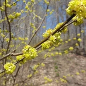 Spicebush Live Plant Lindera Benzoin 18-24