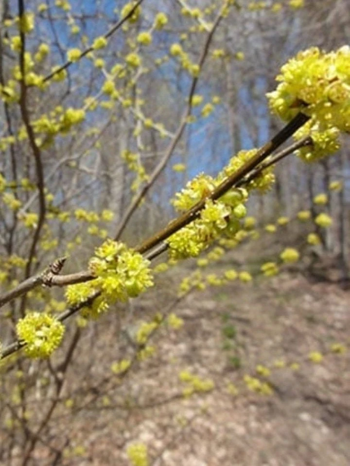 Spicebush Live Plant Lindera Benzoin 18-24" Quart Pot - Outdoor Shrub - Image 2