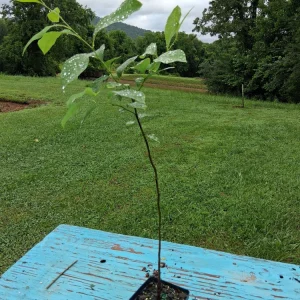 Spicebush Live Plant Lindera Benzoin 18-24
