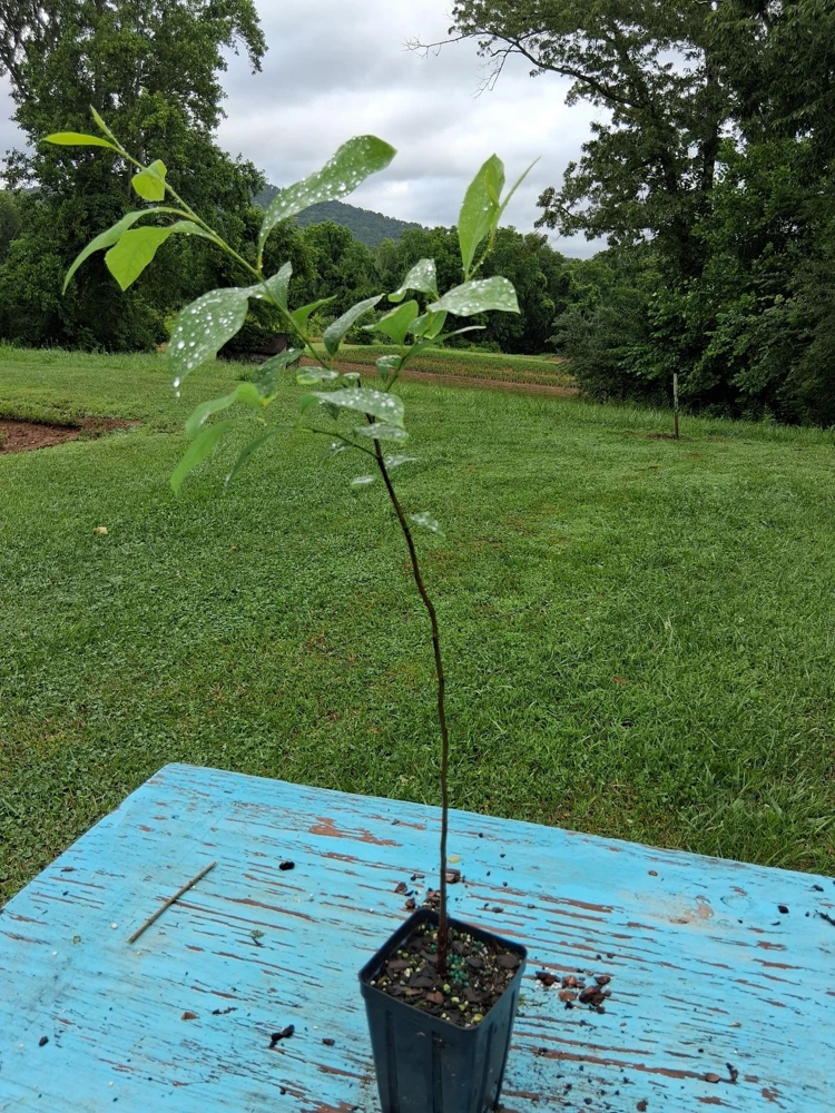 Spicebush Live Plant Lindera Benzoin 18-24" Quart Pot - Outdoor Shrub - Image 3