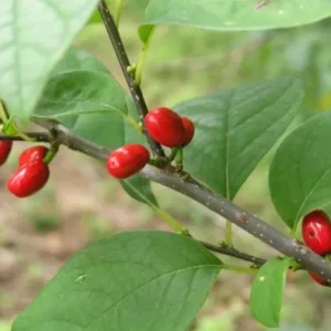 Spicebush Live Plant Lindera Benzoin 18-24