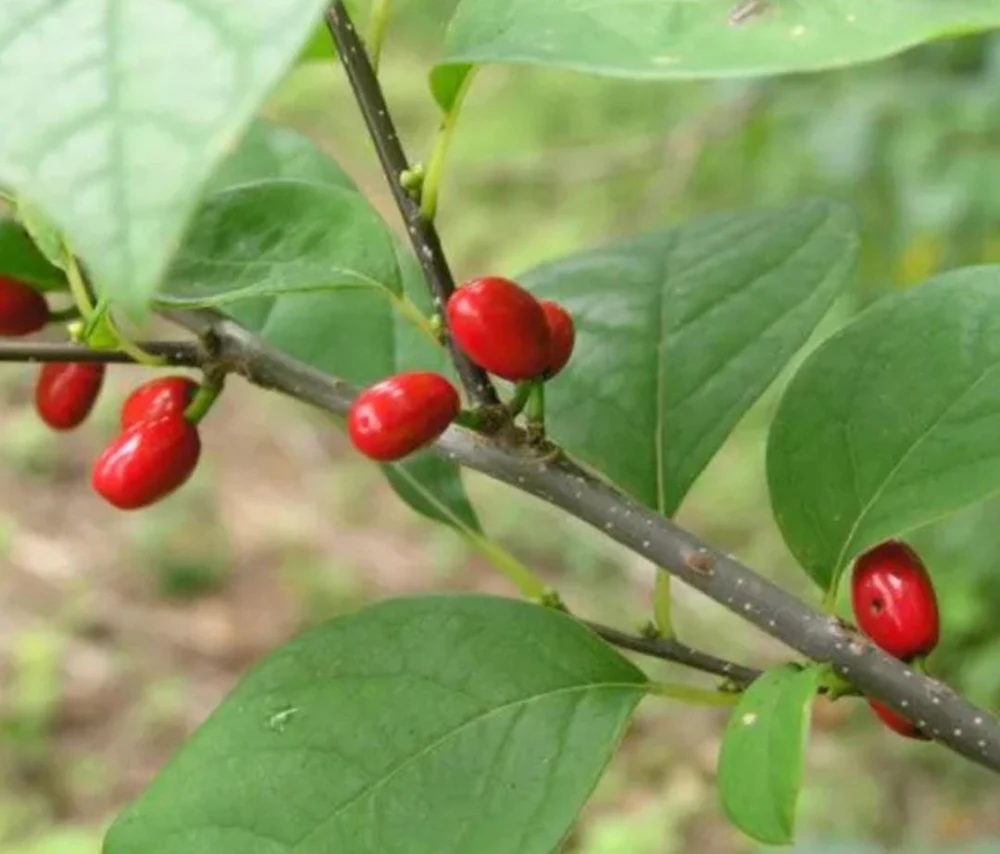 Spicebush Live Plant Lindera Benzoin 18-24" Quart Pot - Outdoor Shrub - Image 4