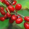 Spicebush Live Plant Lindera Benzoin 18-24" Quart Pot - Outdoor Shrub - Image 1