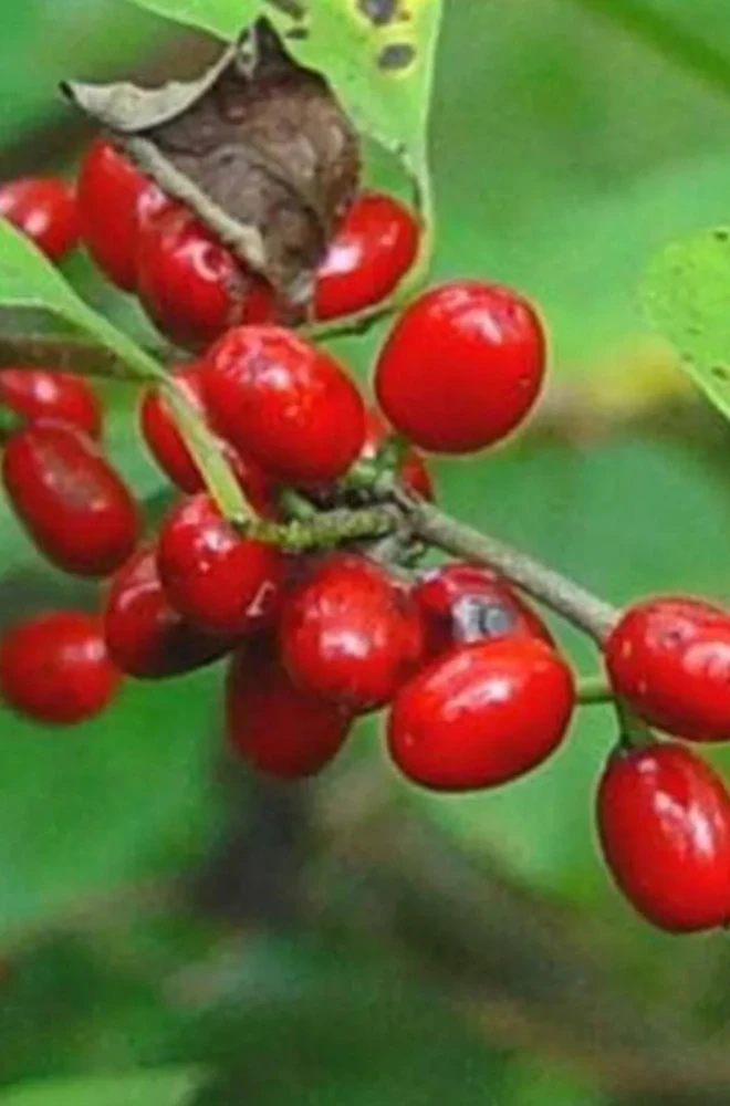 Spicebush Live Plant Lindera Benzoin 18-24" Quart Pot - Outdoor Shrub - Image 1