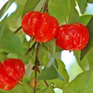Star Cherry Live Plant – 18-22 inch Tall, 1 Gallon Pot – Outdoor Fruit Tree - Image 2