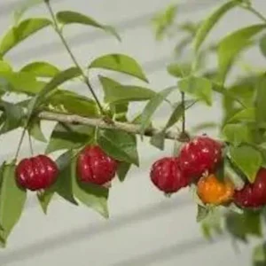 Star Cherry Live Plant – 18-22 inch Tall, 1 Gallon Pot – Outdoor Fruit Tree - Image 3