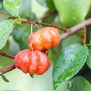 Star Cherry Live Plant – 18-22 inch Tall, 1 Gallon Pot – Outdoor Fruit Tree - Image 4