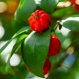 Star Cherry Live Plant – 18-22 inch Tall, 1 Gallon Pot – Outdoor Fruit Tree - Image 1