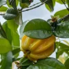 Star Cherry Yellow Live Plant – 18-22 inch Tall – 1 Gallon Pot – Outdoor - Image 1