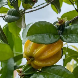 Star Cherry Yellow Live Plant – 18-22 inch Tall – 1 Gallon Pot – Outdoor - Image 1