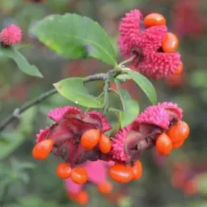 Strawberry Bush Live Plant – Native Indian Arrow Wood – Euonymus americanus – 2-3 ft – Quart Pot – Outdoor Shrub - Image 2