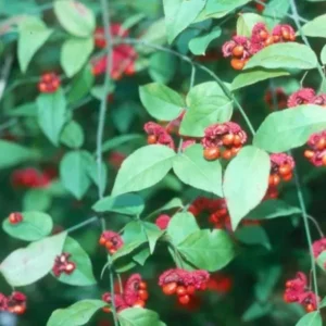 Strawberry Bush Live Plant – Native Indian Arrow Wood – Euonymus americanus – 2-3 ft – Quart Pot – Outdoor Shrub - Image 3