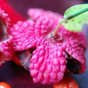 Strawberry Bush Live Plant – Native Indian Arrow Wood – Euonymus americanus – 2-3 ft – Quart Pot – Outdoor Shrub - Image 4