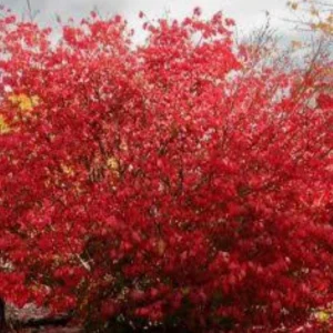 Strawberry Bush Live Plant – Native Indian Arrow Wood – Euonymus americanus – 2-3 ft – Quart Pot – Outdoor Shrub - Image 5
