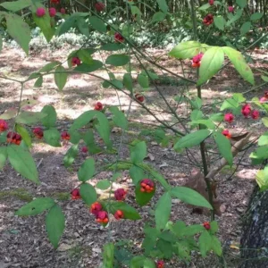 Strawberry Bush Live Plant – Native Indian Arrow Wood – Euonymus americanus – 2-3 ft – Quart Pot – Outdoor Shrub - Image 6