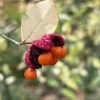 Strawberry Bush Live Plant – Native Indian Arrow Wood – Euonymus americanus – 2-3 ft – Quart Pot – Outdoor Shrub - Image 1