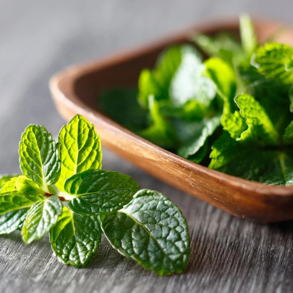 Strawberry Mint Live Plant - 4 Inch Pot, Aromatic Herb for Indoor/Outdoor - Image 2