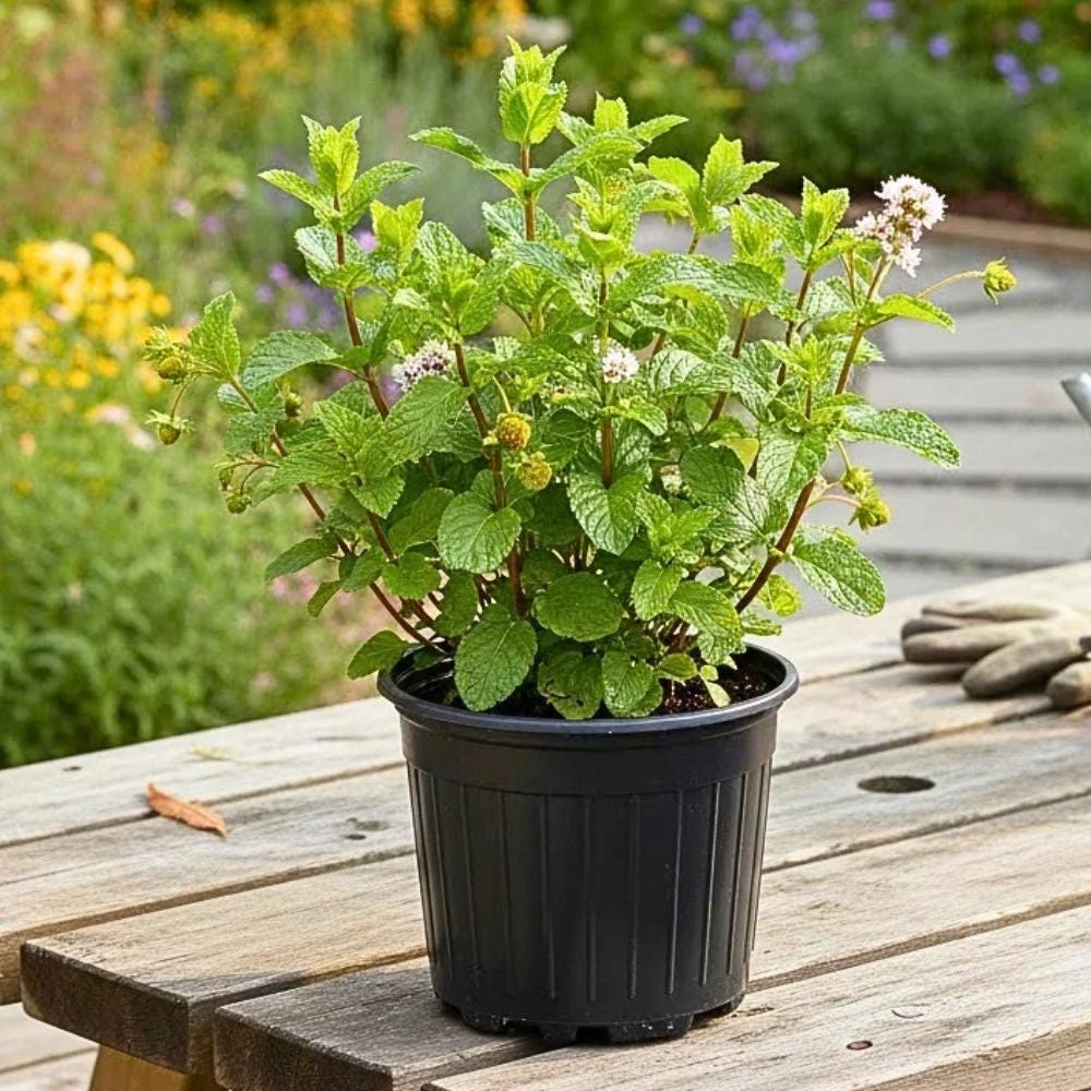 Strawberry Mint Live Plant - 4 Inch Pot, Aromatic Herb for Indoor/Outdoor - Image 1