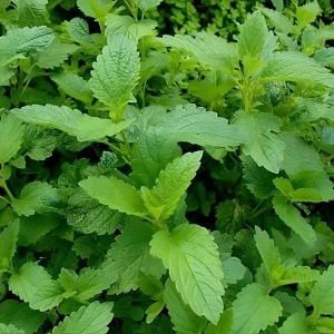 Strawberry Mint Live Plant - 4 Inch Pot, Aromatic Herb for Indoor/Outdoor - Image 6