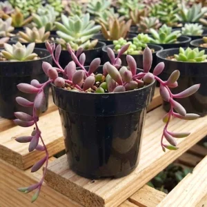 String of Rubies Live Plant – Trailing Succulent Vine – 2 Inch Pot – Indoor Houseplant - Image 2