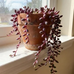 String of Rubies Live Plant – Trailing Succulent Vine – 2 Inch Pot – Indoor Houseplant - Image 3