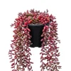 String of Rubies Live Plant – Trailing Succulent Vine – 2 Inch Pot – Indoor Houseplant - Image 1