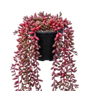 String of Rubies Live Plant – Trailing Succulent Vine – 2 Inch Pot – Indoor Houseplant - Image 1